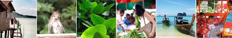 Time for Lime offers on-the-beach Thai cooking classes on Koh Lanta (Ko Lanta), Thailand. Lanta Island is becoming more and more popular as a Holiday destination. Krabi has now an international airport. 